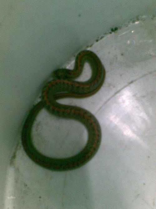 圆斑小头蛇图片