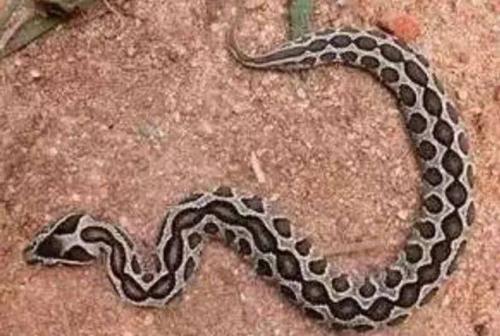 圆斑蝰蛇图片