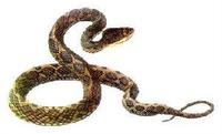 圆斑蝰蛇图片