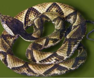 玉斑锦蛇图片
