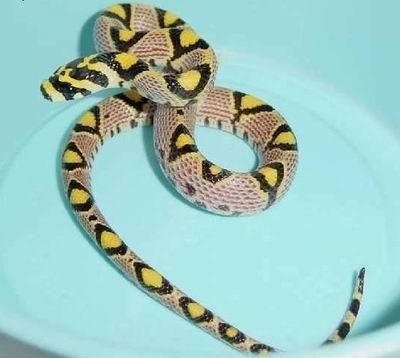 玉斑锦蛇图片
