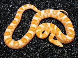 玉米蛇图片