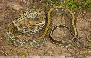 云南颈斑蛇图片
