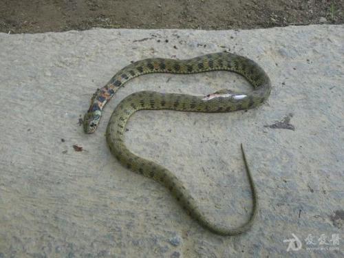 云南颈斑蛇图片