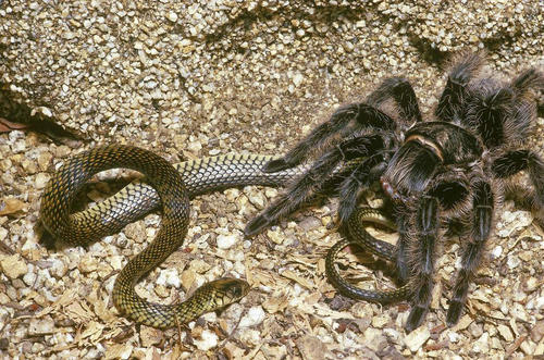 蜘蛛尾毒蛇图片