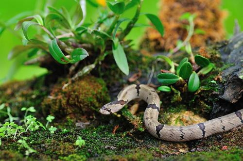 中国小头蛇图片