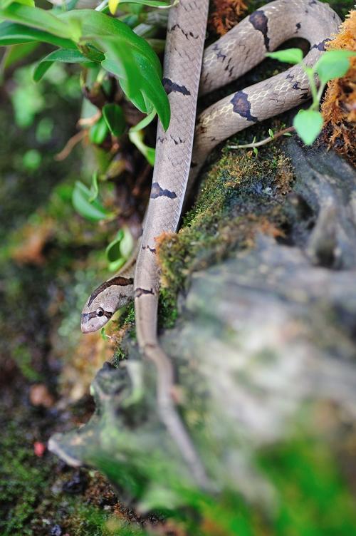 中国小头蛇图片