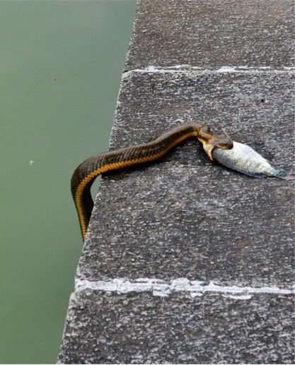 中国水蛇图片