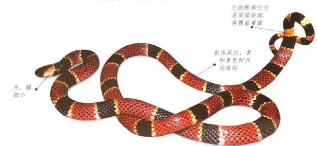 中华珊瑚蛇图片