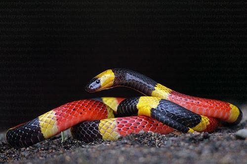 中美珊瑚蛇图片
