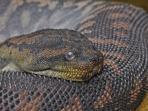 爪哇瘰鳞蛇图片
