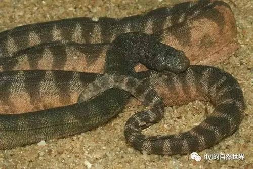 爪哇瘰鳞蛇图片
