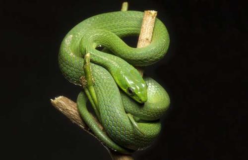 竹叶青蛇图片