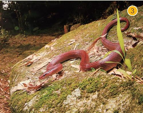 紫灰山隐蛇图片
