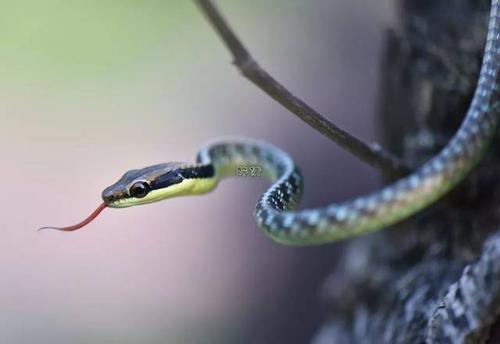 紫灰山隐蛇图片