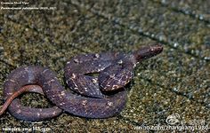 紫砂蛇图片