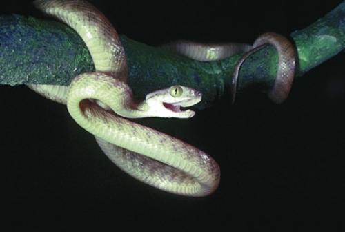 紫沙蛇图片