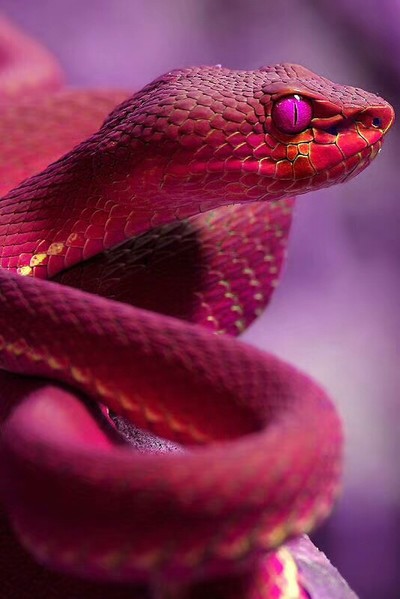 紫棕小头蛇图片
