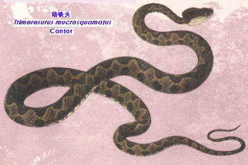 紫棕小头蛇图片