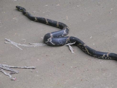 棕黑锦蛇图片