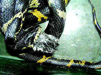 棕黑锦蛇图片