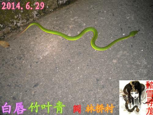 棕脊蛇图片