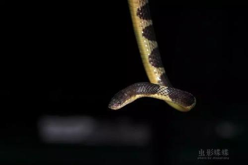 棕脊蛇图片