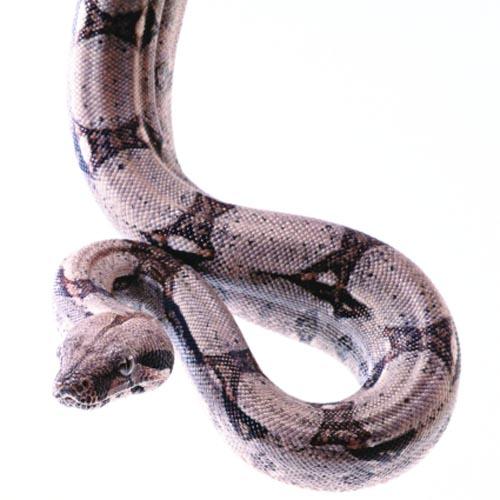 棕网腹链蛇图片