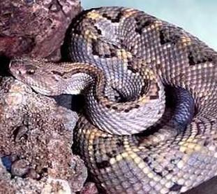 侏儒皇冠蛇属图片