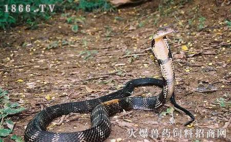 侏儒皇冠蛇属图片