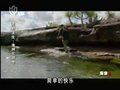 锉蛇图片